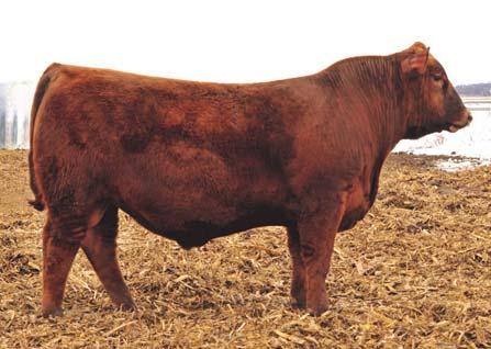 Lot 14 RED HAMCO PROFIT BUILDER 99F DSH 99F 2071565 February 9, 2018 (AI) RED LSF TAKOVER 9943W RED H2R PROFITBUILDER B403 RED BROWN MS P707 Y6674 RED WILDMAN XEMPT 422B RED HAMCO CROCUS 252D RED