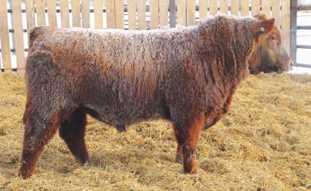 * Moderate frame, easy fleshing bull * Balanced EPDs Lot 21 RED HAMCO SPYDER 57F DSH 57F 2036372 February 3, 2018 (AI) RED LAZY MC EYE SPY 64Y RED LAZY MC SPYDER 149A RED LAZY MC LARKABA 127Y RED