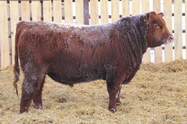 carcass traits overall & one of the highest CW bulls in the breed ranking in the top 4%.
