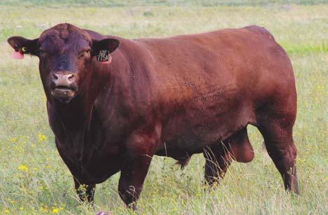 Lot 41 RED HAMCO NEW DIRECTION 191F DSH 191F 2045221 February 19, 2018 (AI) RED ANDRAS IN FOCUS B152 MYTTY IN FOCUS (ELITE) RED ANDRAS NEW DIRECTION R240 RED ANDRAS PINETA B91 RED ANDRAS KURUBA B111