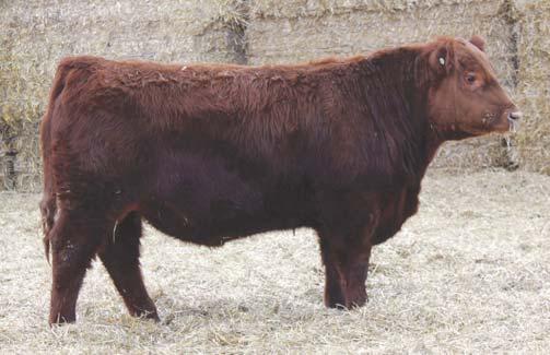 * Use Malbec sons to add depth & style to your calves & also to produce some top notch replacement females.
