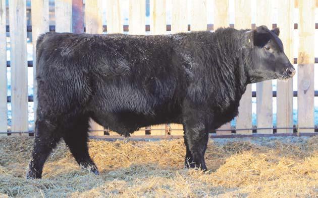 * I think Density will go down as one of Schaff Angus s best bulls ever.