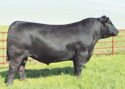 * His sire is a high selling bull from the great Mohnen herd that has done a great job at Topp Angus. * His dam TC Forever 6123 is a model Angus cow that has an AI son TC Thunder 805.