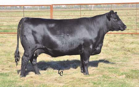 * Dam TC Forever 6123 is also the dam of our Wolf Creek 3714 bull & the very popular proven Select Sires bull TC Thunder 805 * Great calving ease genetics.
