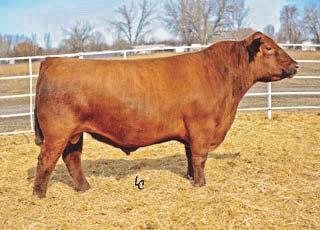 1 SON SELLS Red LSF Conqueror 0026X Reg # (Cdn) 1659105 Red Beckton Julian GG B571 Red Feddes Big Sky R9 S: Red HXC Conquest 4405P D: Red LSF Dina R5000 U8039 Red HXC Ellie May MA638 Red LSF Dina