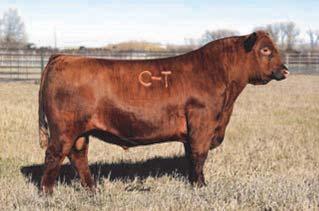 * His EPD profile is unmatched for extreme light BW in combination with top percentile growth & marbling.
