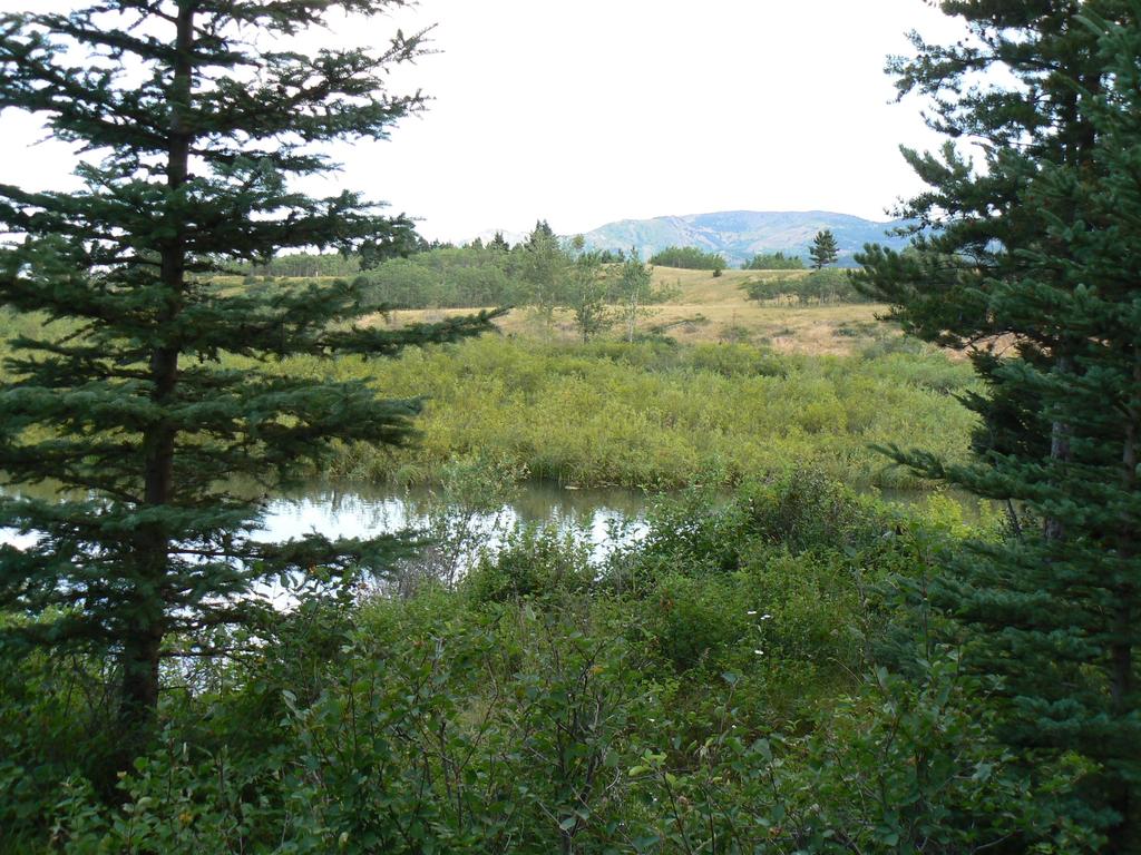 The Kovach wetlands (being donated to the ACA)