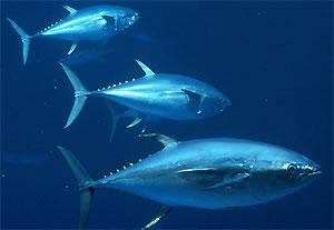 (IATTC), the Commission for the Conservation of Southern Bluefin Tuna (CCSBT), the Indian Ocean Tuna Commission (IOTC) and the Commission for the Conservation of Antarctic Marine Living Resources