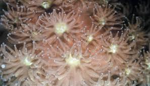 Sponge Coral Sea