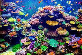 We have looked at the development of coral reefs starting with a volcanic island on which coral starts to appear.