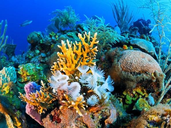 The coral can grow where there is enough sunlight for the zooxanthella to photosynthesize so as the island sinks, the coral is simply building