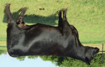 SRING 2018 BULLS DENVER EN BULLS 4 F laybook 8005 4 was a favorite in Denver among the ollard Farms en of Three bulls and for good reason. Not only does he combine a 60 lb.