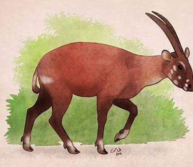 Our Plan The Saola are an animal in the forests of the Annamite Mountains on the border of Laos and Vietnam that are CRITICALLY endangered. The species has received the nickname "Asian Unicorn"!