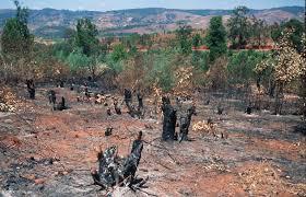 Why the animal is going extinct? The slash and burn is a technique to provide farmland for the Vietnamese.