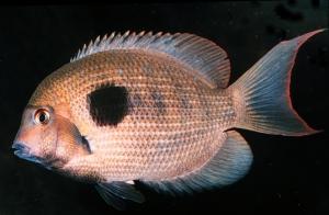 freshwater fish faunas