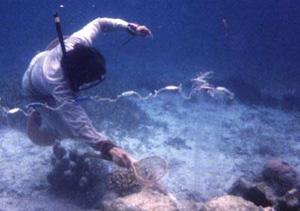 spreading Coral reefs high diversity; fishing, dynamite, poison, coral mining,