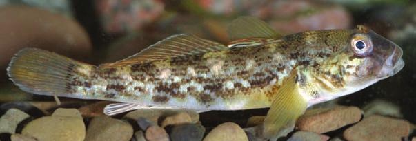 SCIENCE & GLOBAL ISSUES/BIOLOGY ECOLOGY CASE STUDY 1 The Round Goby THE ROUND GOBY is a freshwater fish that grows to between 10 and 25 cm in length.