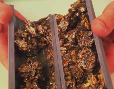 SCIENCE & GLOBAL ISSUES/BIOLOGY ECOLOGY CASE STUDY 3 Zebra Mussel ZEBRA MUSSELS are native to Eastern Europe. They generally live for four to five years and grow to 5 cm (about 2 inches) in length.