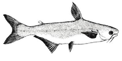 llock from Russia, but also for cod from the Barents Sea, a noteworthy return for a well managed species. p.