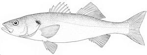 EUROPEAN SEABASS AND GILTHEAD SEABREAM when demand is back to normal after the summer months.
