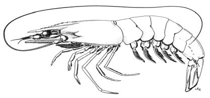 SHRIMP Shrimp production by main species Others 28% Penaeus vannamei 38% Northern praw n 7% Source: FAO Akiami paste shrimp 10% Giant tiger praw n 17% French shrimp imports were stable during the