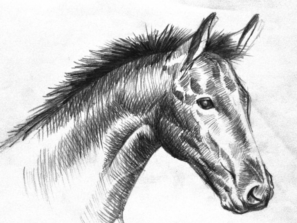 Love-a-Horse Record Book Name