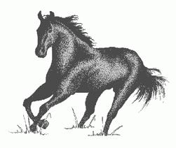 Unit 6: Safety and Groundwork Horses are large and powerful animals. It is important to follow safety procedures when working around horses.