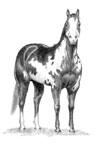 Unit 7: Horse Identification Answer these statements as T for true and F for false: 1. A dam is a foal s female parent. 2. A horse up to 2 years of age is called a weanling. 3.