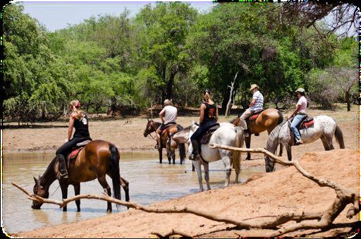 Living with Horses on Safari Program Overview As a volunteer you are going to greatly improve your equestrian skills while also exploring wildlife on exciting horseback safaris.