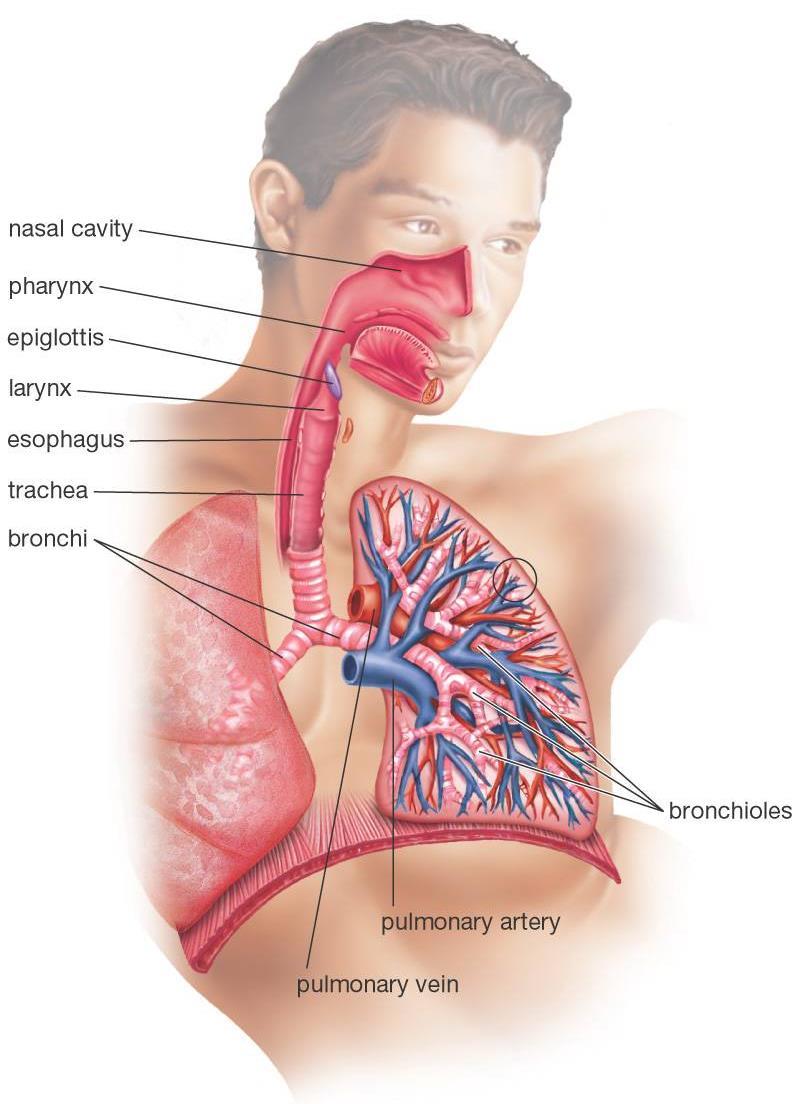 Lungs We have two: The right lung has three lobes and the left has only two Pleura- membranes that secrete a sticky