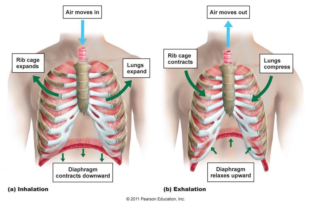Moving air in and out During inspiration (inhalation), the diaphragm and intercostal