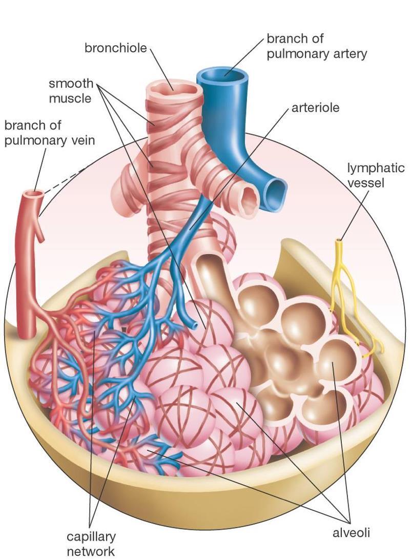Alveoli The alveoli are moist, thin-walled pockets which are the site of gas exchange.