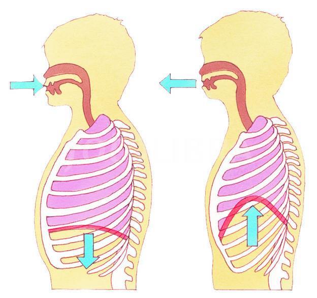 What happens when you breathe 1. The rib muscles relax. 2.