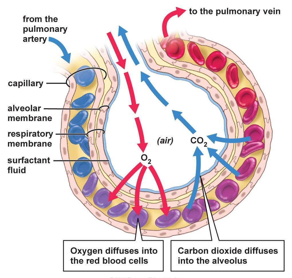 In the alveolus The respiratory surface is made up of the alveoli and capillary