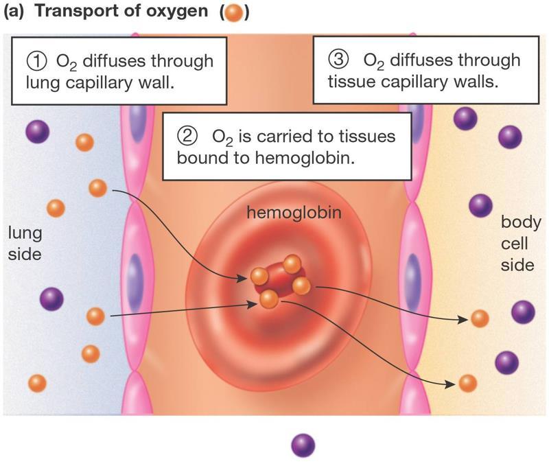 Bohr Effect Bohr Effect- stating that hemoglobin's oxygen binding affinity is
