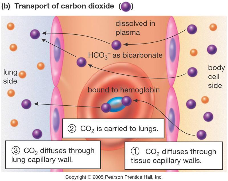 Carbon dioxide transport Carbon dioxide can dissolve in plasma, and about 70%