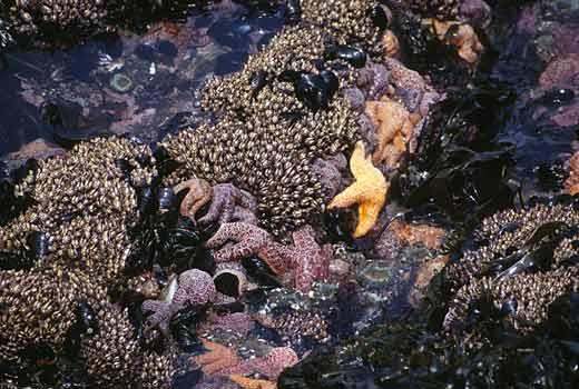 Paine study: Pisaster ochraceus lives from the lower to