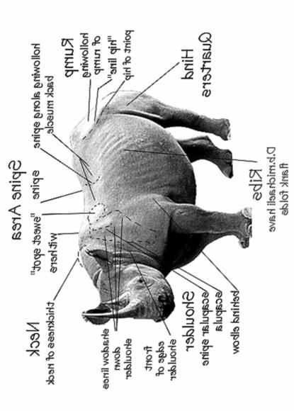 RECORDING RHINO SIGHTING INFO KEY POINTS (Illustrations are for black rhino but the same applies to white rhino).