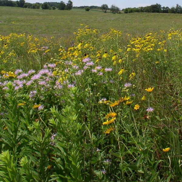 Thornapple Manor Prairie & Wildflower Establishment Landscaping for new Cottages facility +/- 3