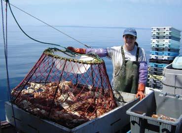 The European Union (EU) continues to be a major market for cooked and peeled coldwater shrimp.