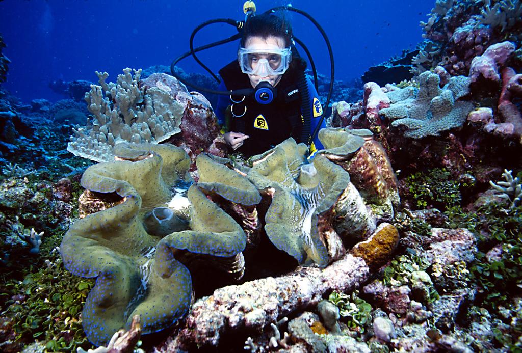 Background Tridacna gigas, the giant clam, is usually blue, golden brown, yellow, or green.