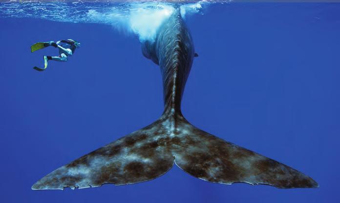a good encounter is one when the whales remain. when this occurs, the other twosome follows into the water.