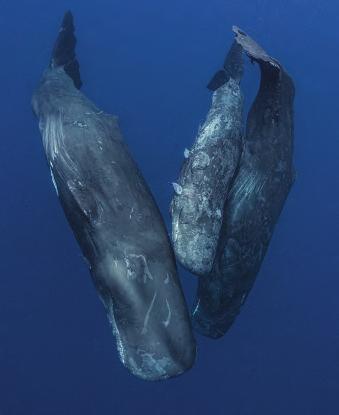 when this occurs, the other twosome follows into the water. our past experience has observed Dominica s west coast hosting approximately five sperm whale families, each with five to nine cetaceans.