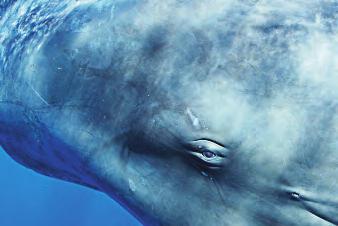 primarily feeding on squid and octopus, the sperm whale has a narrow lower jaw with up to twenty-six cone-shaped teeth on each side of its lower jaw, which fit into upper jaw sockets.