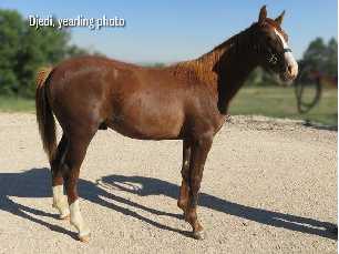 BURNING SAND PACKAGE BLACK BEACHES AHR*619071 foaled April 25, 2005 Black Mare 3/17(5-4-3)2-4, $49,148 SAND ON FIRE