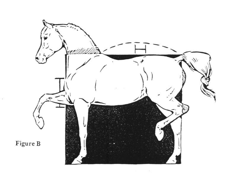 very level croup throws the anus in such a position (directly above) that the exterior reproductive organs are contaminated with faecal material. Our ideal horse is again illustrated in Figure B.