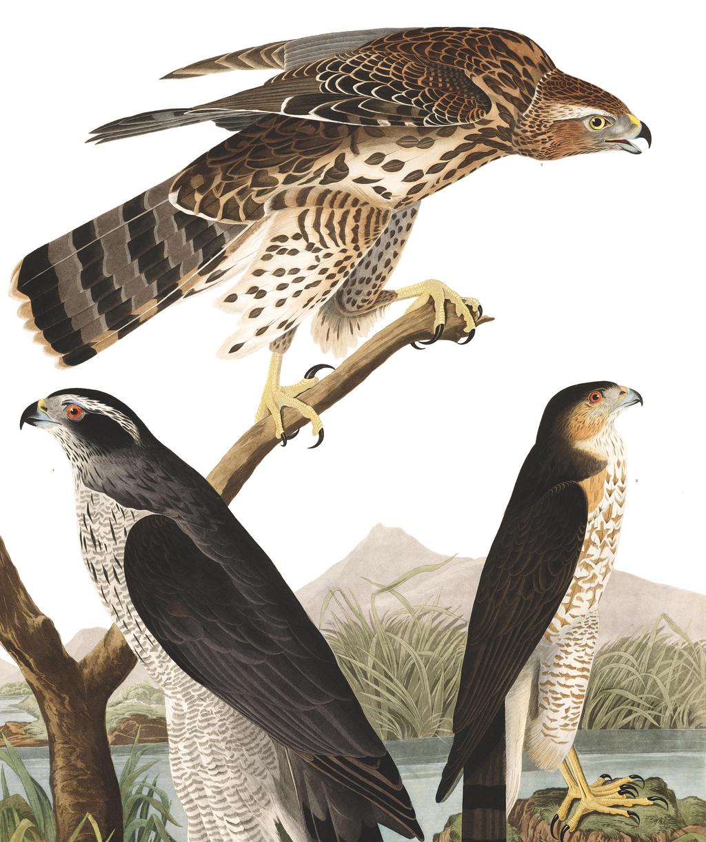 ENG 175: Birds-Eye View: Falconry and Nature in Literature Fall, 2017 M/W/F 12:30-1:20 Keiper 101 Professor Petrosillo sara.petrosillo@fandm.edu Office Hours: Keiper 312 Mon. 1:30-2:30; Tues.