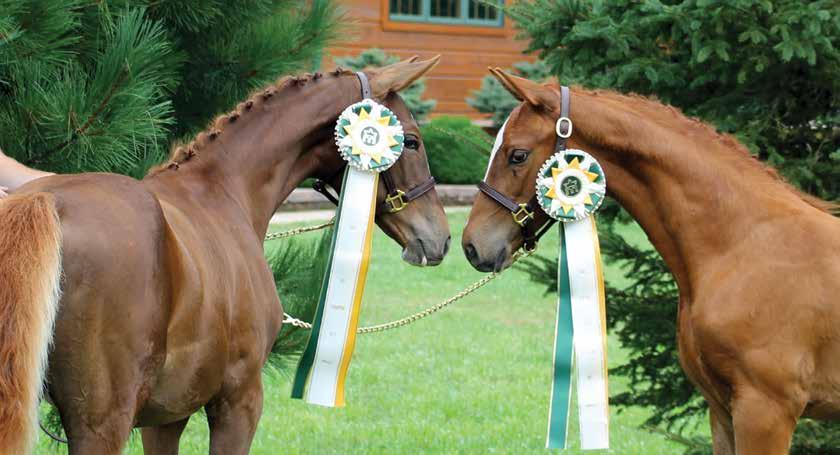 Esquire (Eclipsed by Color x Quintender) and Epic (Eclipsed by Color x Caretino). Breeder: Katriina Ruotsalo Northern Legacy Horse Farm, Whitefish, Ontario.