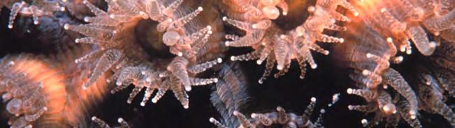 (microscopic animals, larvae and eggs).