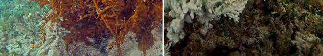Notes The current problem that ocean acidification poses to hard corals and other organisms is that it makes it more difficult to create their carbonate structures.